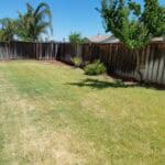 Heat and drought stressed lawn