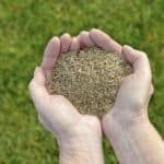 Two cupped hands holding grass seed above a green lawn