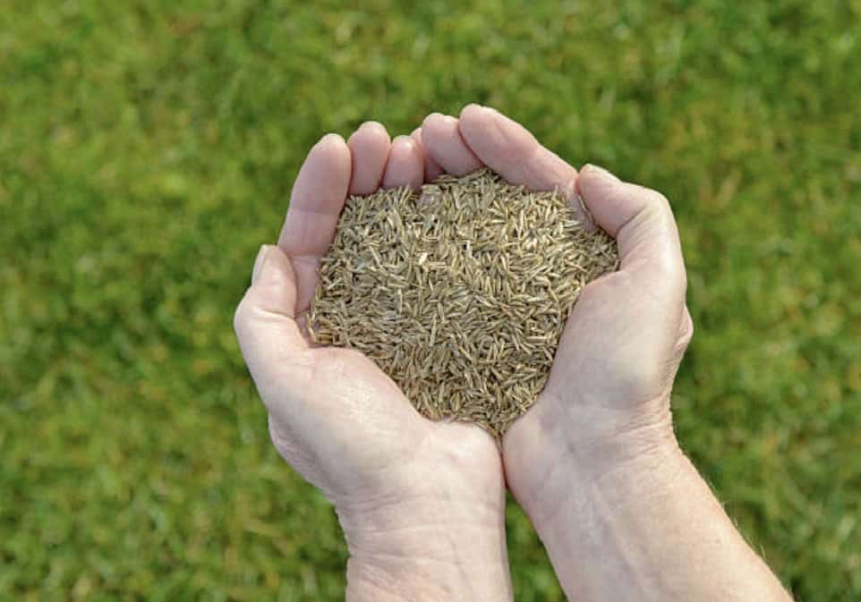 Two cupped hands holding grass seed above a green lawn