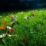 Fallen autumn leaves scattered across a green lawn in Tracy, California