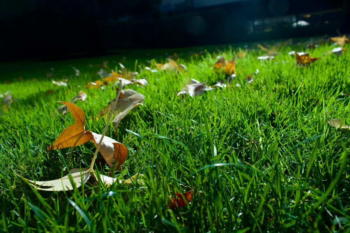 Fallen autumn leaves scattered across a green lawn in Tracy, California