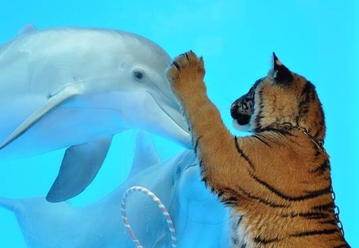 Dolphin or Tiger