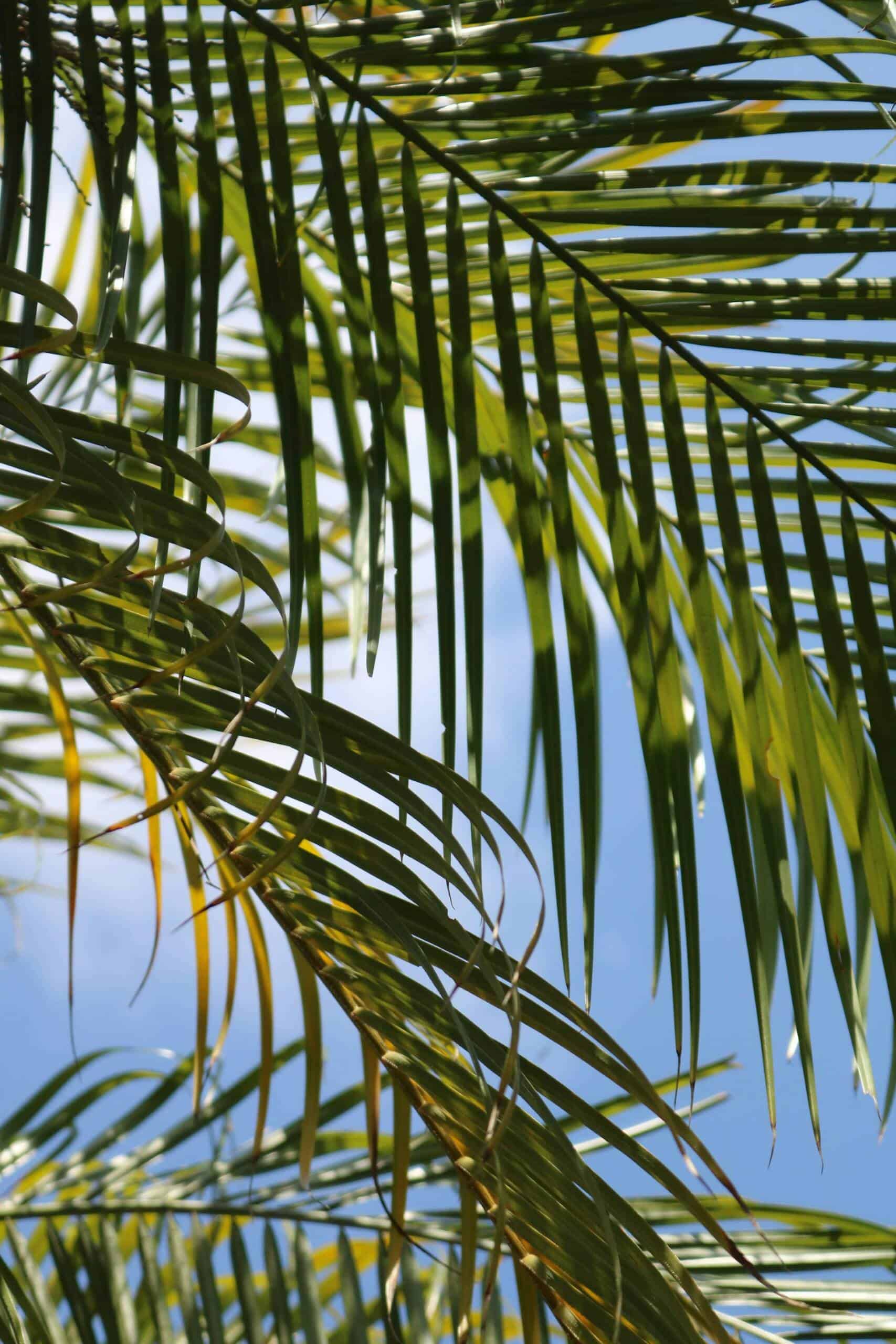 View of palm tree fronds