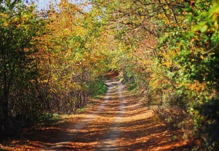 Colorful autumn leaves in a scenic fall landscape, representing warmth and style in seasonal apparel