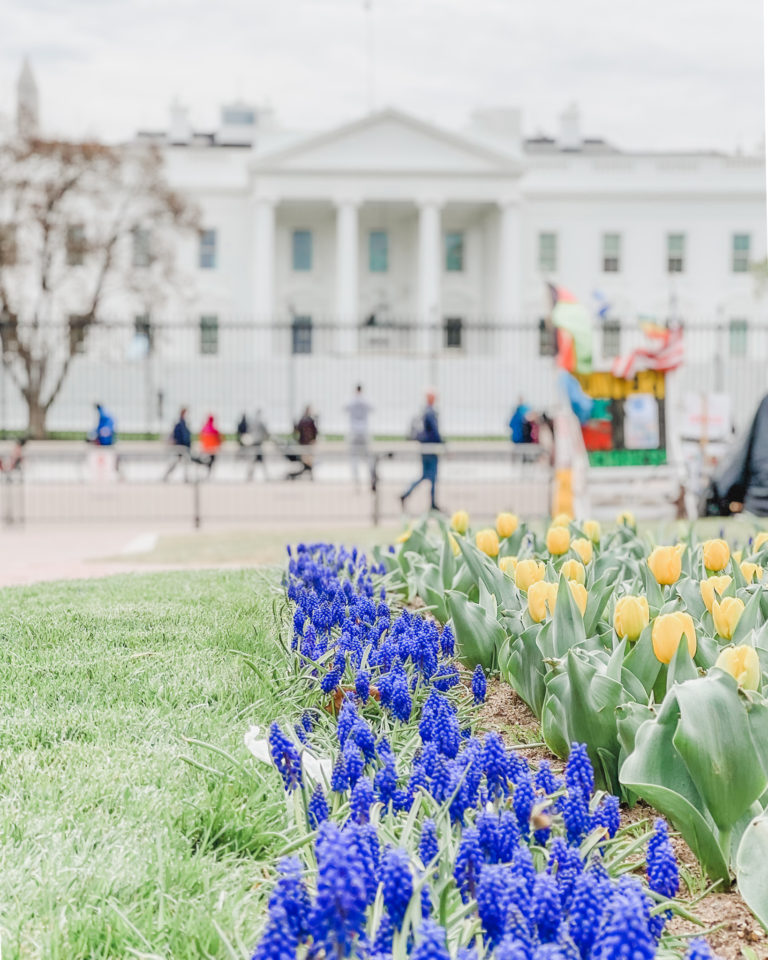 Here's your perfect Washington DC 3 day itinerary, and my biggest advice? Plan your trip early and during cherry blossom season!