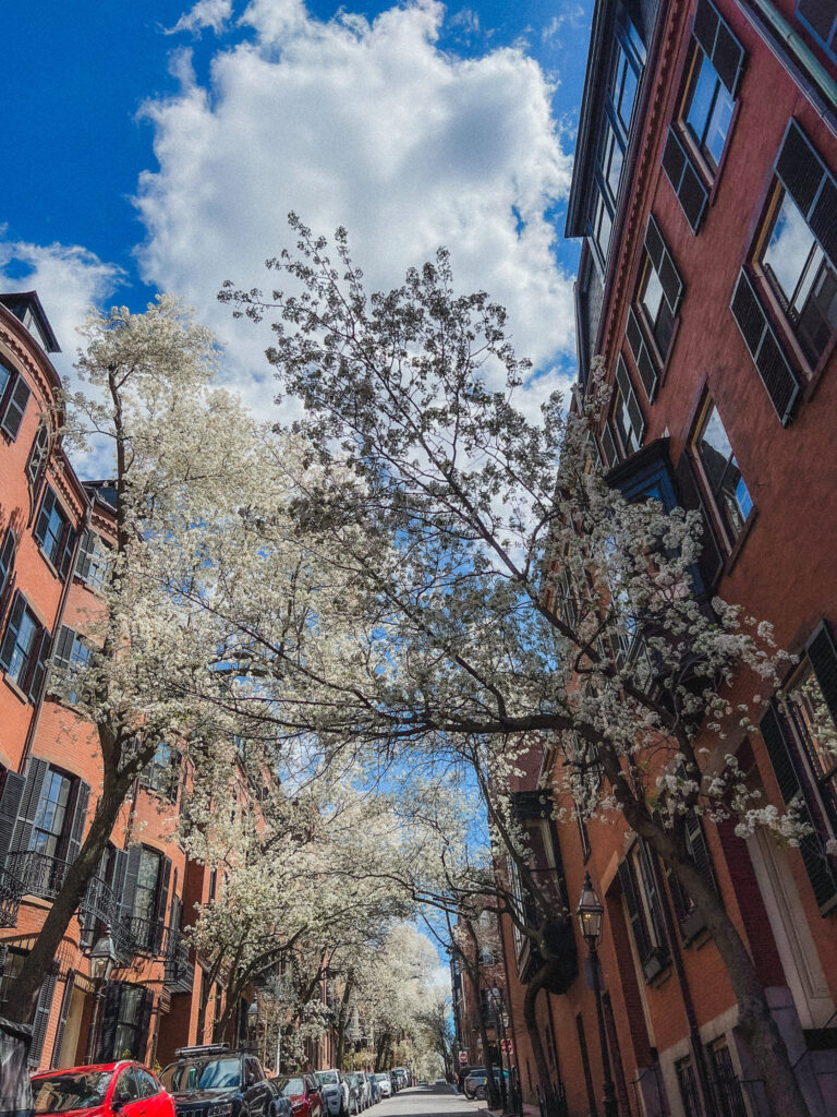 Here is an iconic row of brownstones in Beacon Hill adorned with spring foliage. The Beacon Hill neighborhood also has old fashioned black gas lamps. This is one of the most beautiful neighborhoods in Boston and should be included in your 4 days in Boston itinerary.