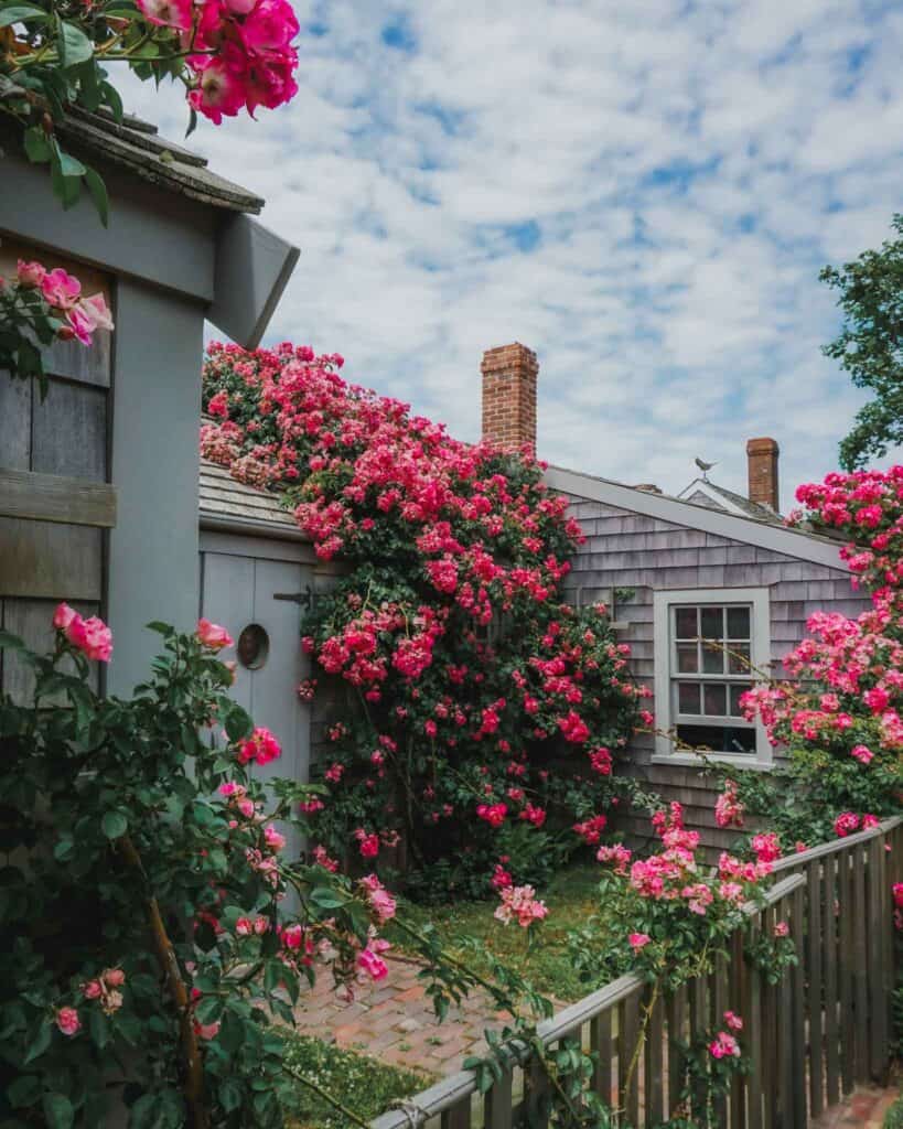 One of the main reasons you need to visit Sconset on your day trip to Nantucket is to see all these lovely homes. Many of them look like they could be right out of a Disney storybook fairytale. This one in particular is quite well known as it has an incredible amount of beautiful, pink roses that bloom along all sides and cascade down the roof in the summer.