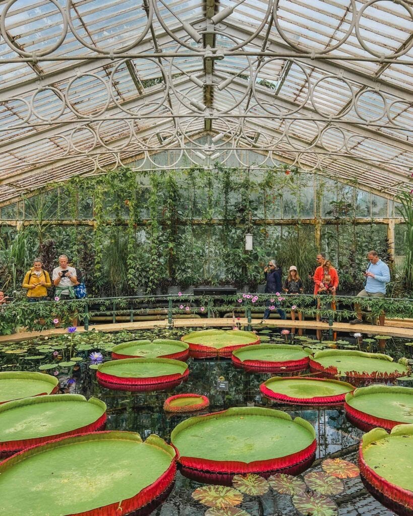 The beautiful Kew Gardens has these incredible giant lily pads in a vintage greenhouse.