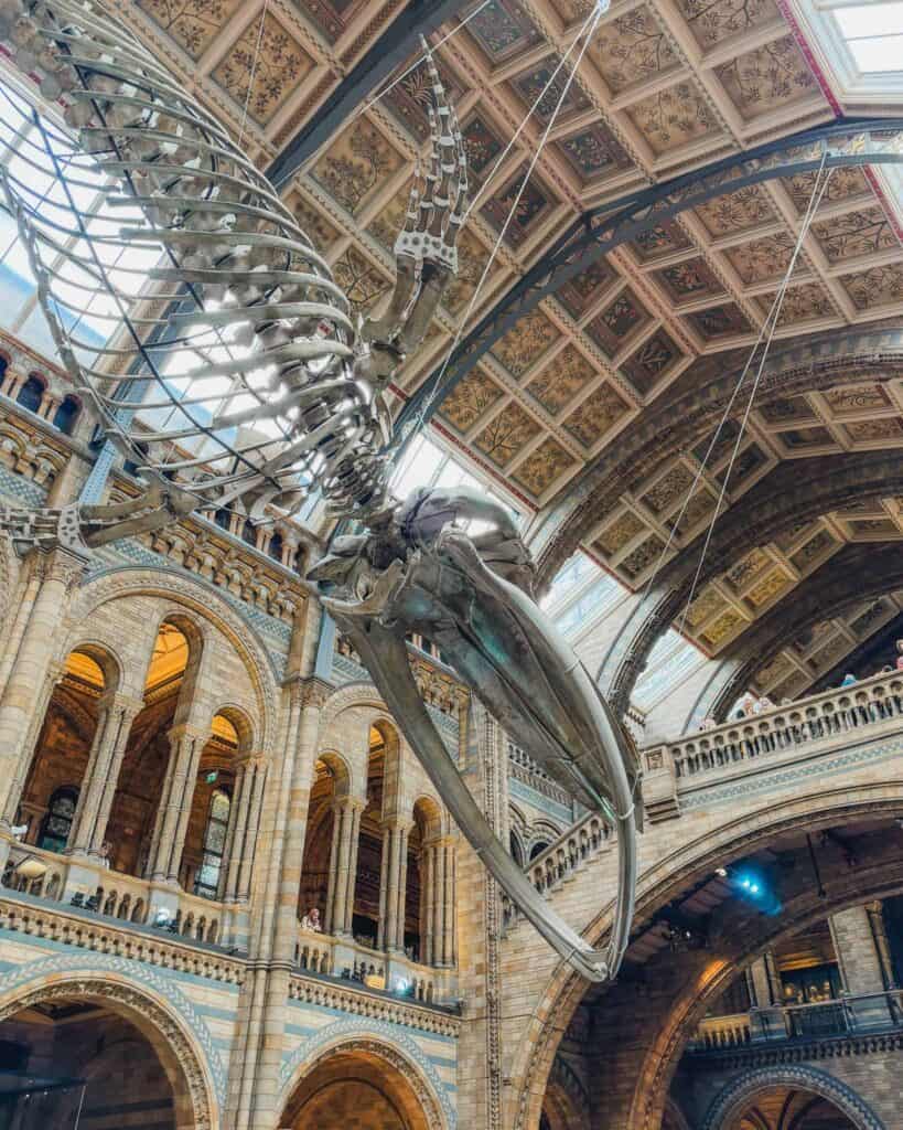 The Natural History Museum is one of the best museums in London. It's iconic, gigantic dinosaur skeleton that hangs in the main space here is just a glimpse of the incredible dinosaur collection the museum has. It's known to have one of the world's most important dinosaur collections.