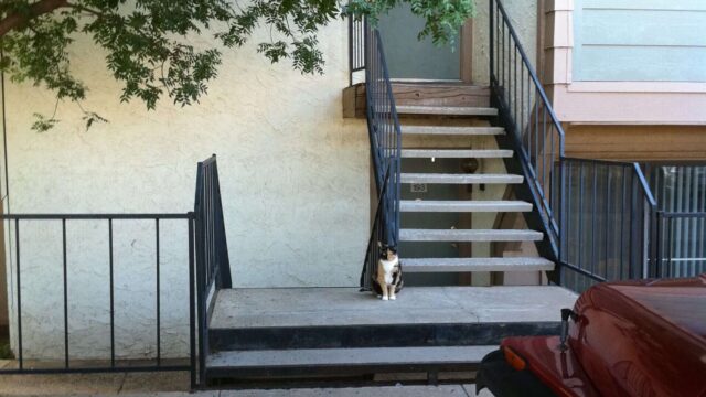 My cat waits for me near the parking lot when I come home.