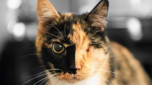 Last night, shortly before midnight, I had to say goodbye to my companion of more than twenty years.