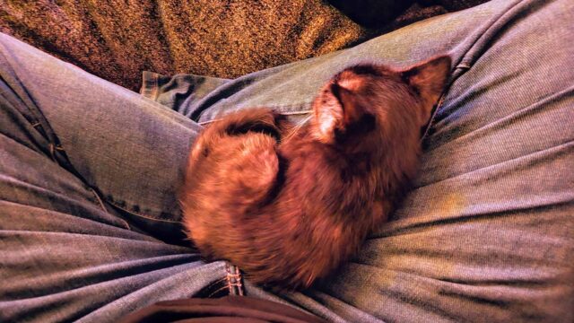 Day one with the new kitten appears to be going well.