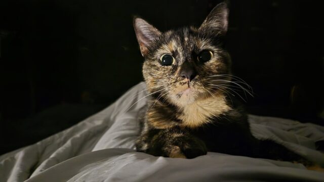 This is Trillian. She’s my sleeping buddy, and she is the best.