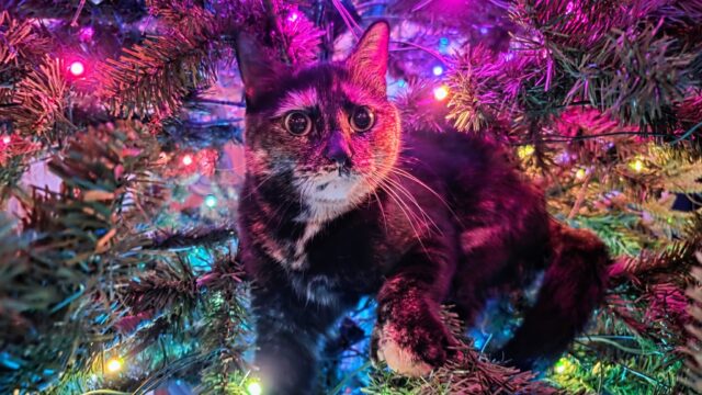 GET OUT OF THE TREE, you beautiful baby girl.