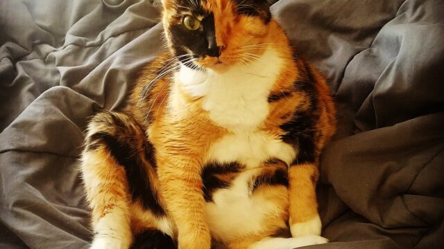 wat yoo looken at hooman