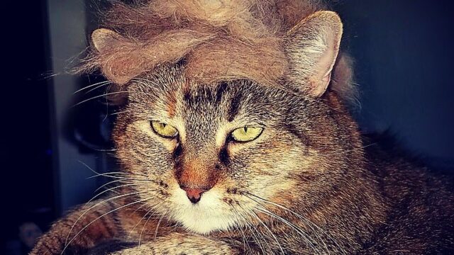 My cat decided to do an impression. I think she nailed it.