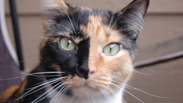My furbaby escaped today (in northeast Dallas). Her name is Spot and she’s missing her left eye. Please help.
