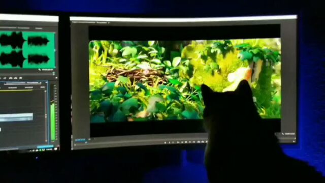 This happened last night while I was editing a video. It felt like my cat was making a new friend.