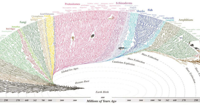 Why Evolution Is Scientific and Creationism Is Not
