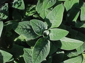 Lambs Ears