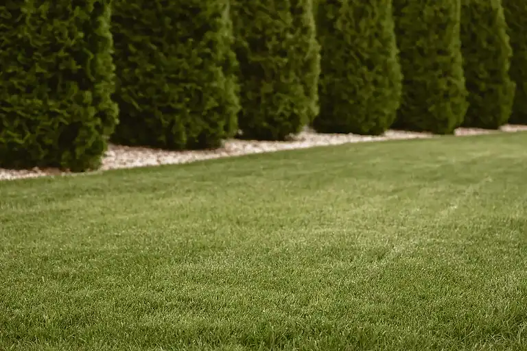 Well-maintained green lawn with tall evergreen trees in the background.