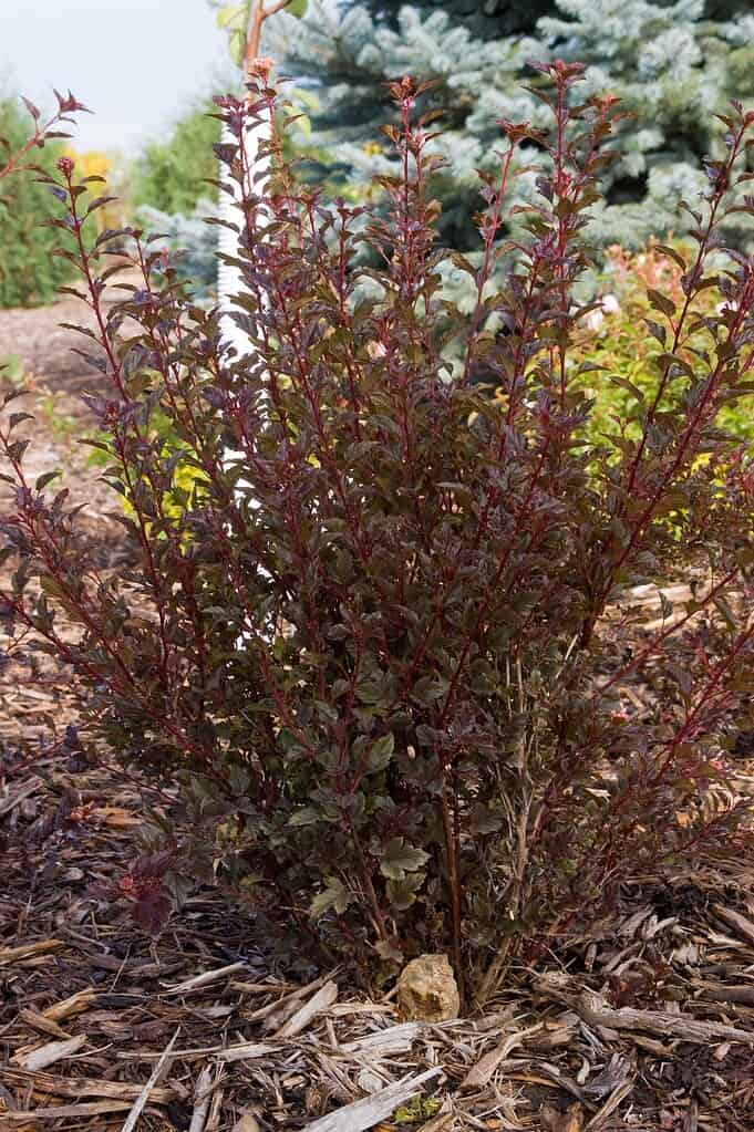 Ninebark Spicy Devil