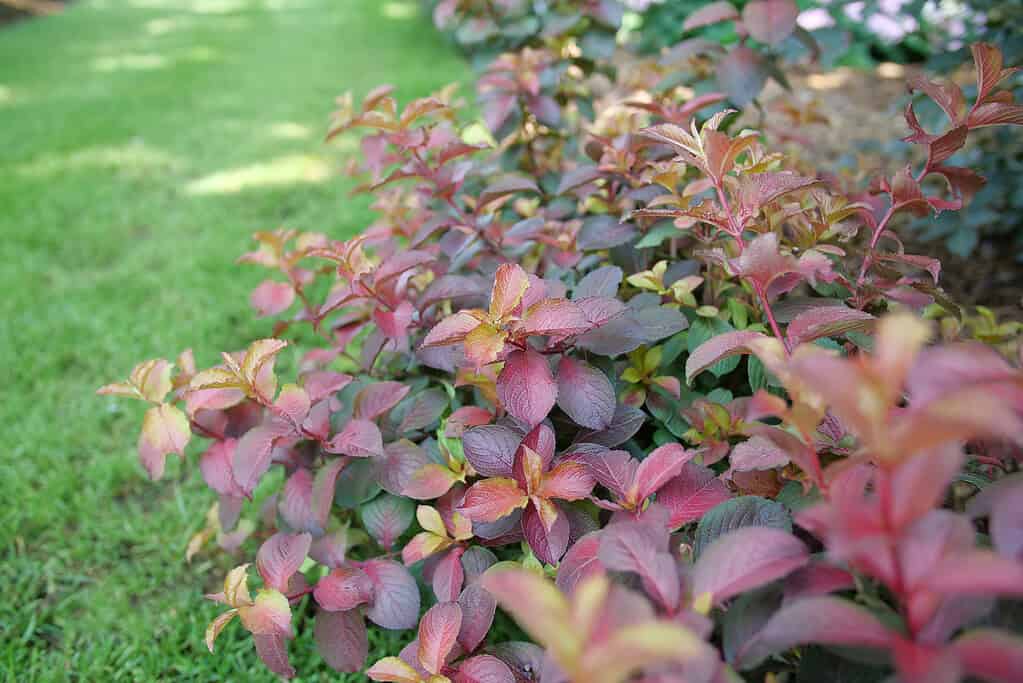 Weigela Midnight Sun