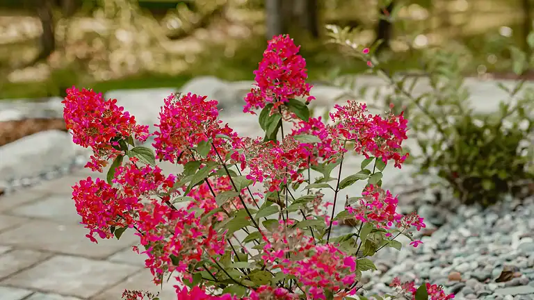 Vibrant pink flowering shrub in a landscaped garden setting.