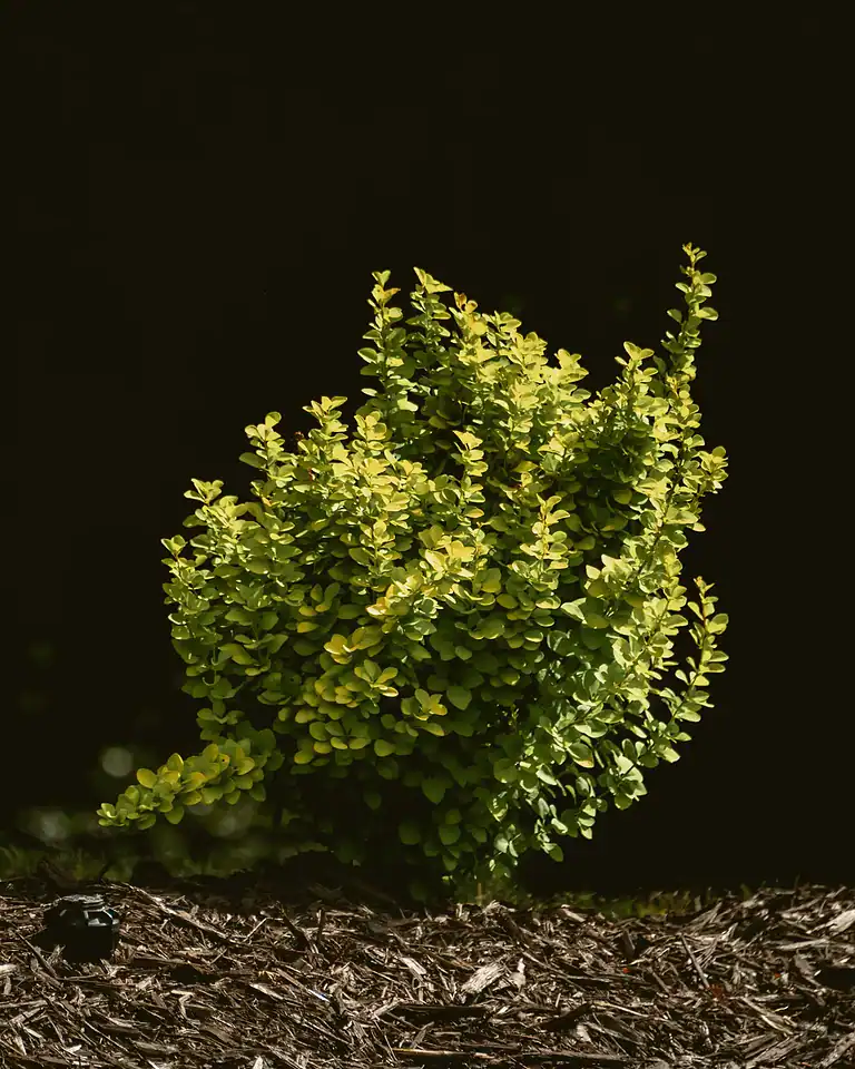 Healthy green shrub for landscape design.