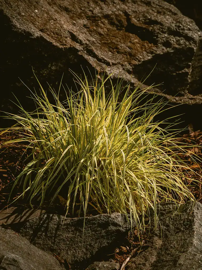 Ornamental grass plant in a landscaped garden setting.