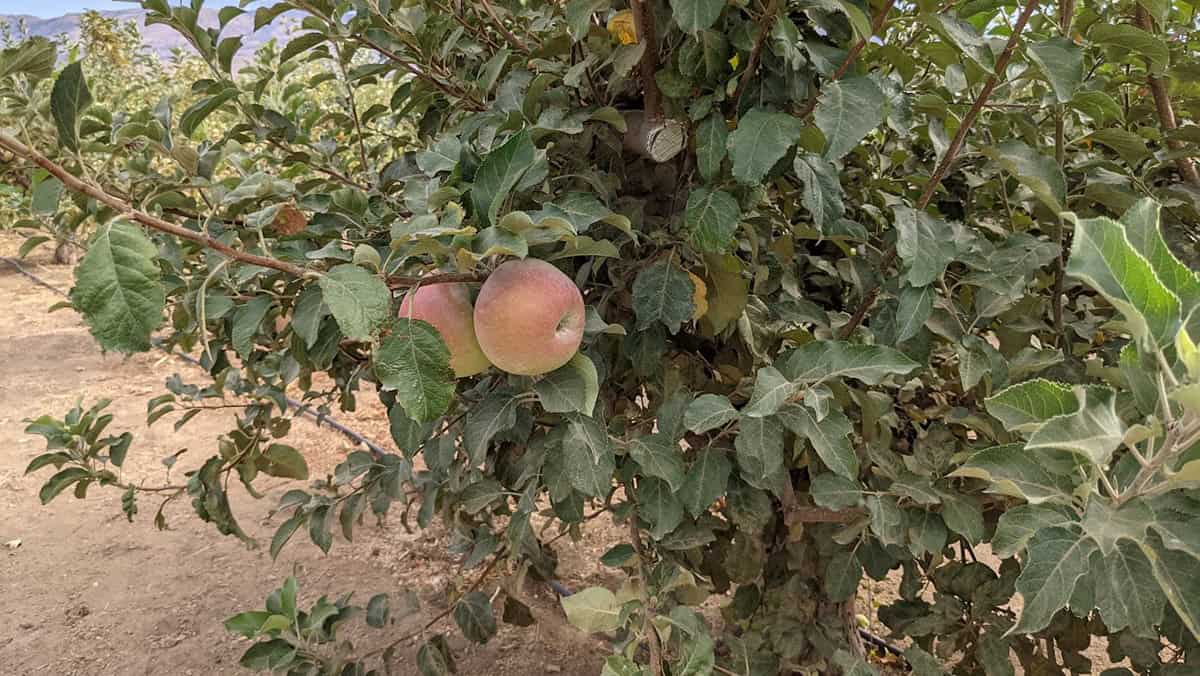 Apples ready to harvest at Pulford Appletree Orchard in Tehachapi. The orchard is open from 9 a.m. to 5 p.m. Wednesday through Sunday through the end of the season.