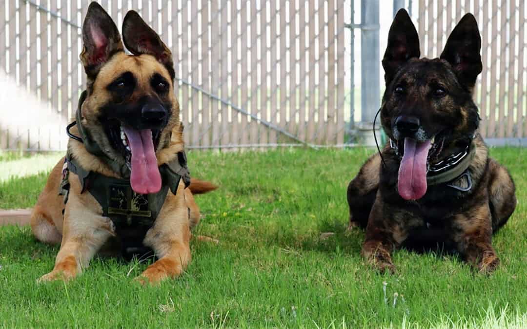 Four paws, one mission: Partners in protection at Marine Corps Logistics Base Barstow