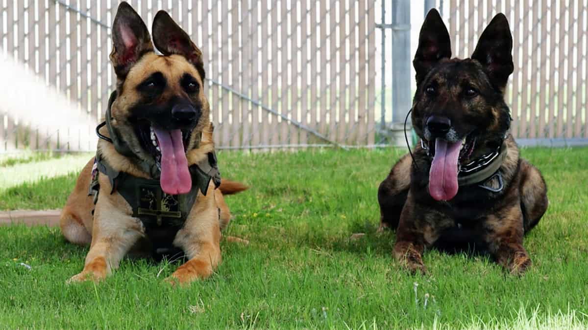 Military working dogs, Lufi and Tigi, pose for a photo after a day of outdoor training at the kennels aboard Marine Corps Logistics Base Barstow, California, Aug. 6. — Photo by Kristyn Galvan, MCLB Barstow