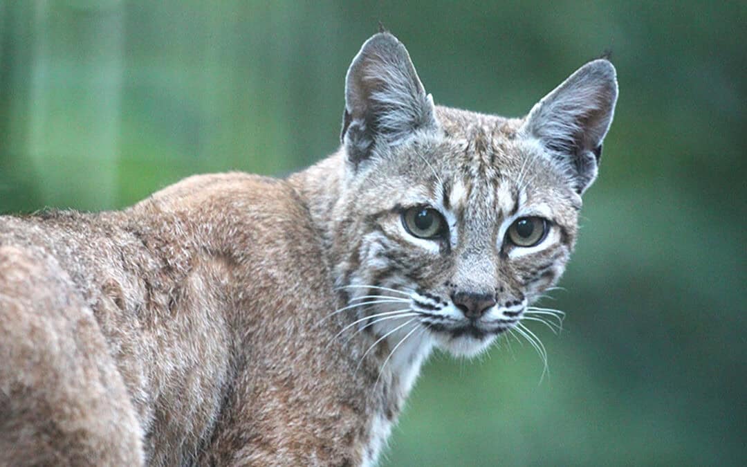 Public comment on state bobcat plan closes Nov. 1
