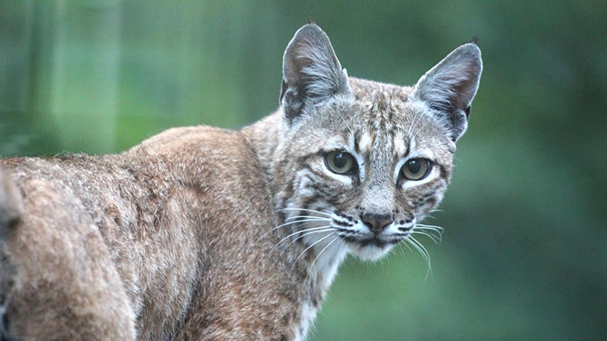 A recent report estimates that there are about 8,000 bobcats in California's Mojave Desert.