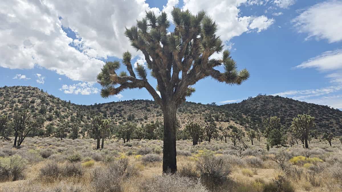 Western Joshua trees are pictured at the recently acquired, 640-acre property near Pioneertown, San Bernardino County, that will provide high-quality habitat for the species.