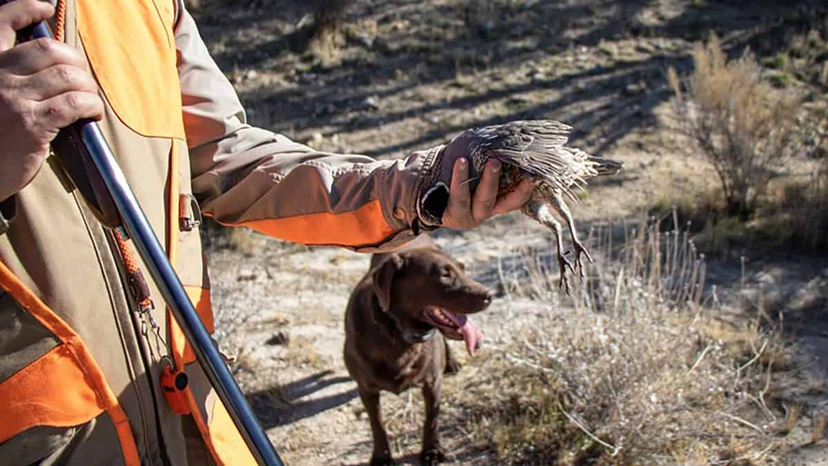 The California Department of Fish and Wildlife asks hunters to contribute harvested wings to help inform abundance and conservation actions.