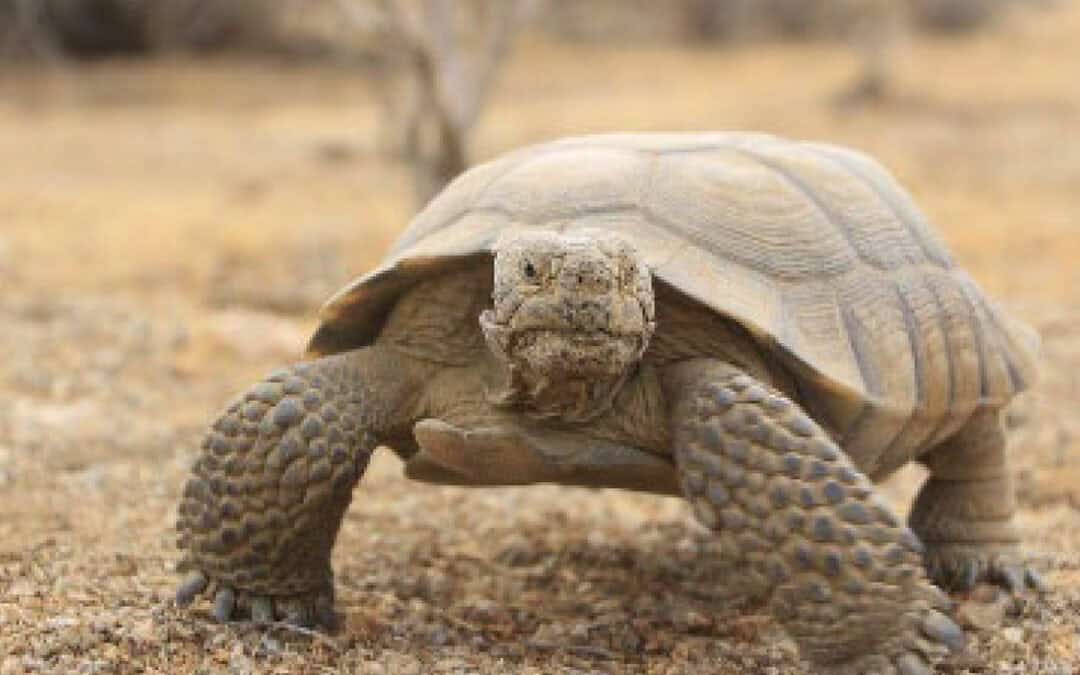 $2 million available for Mojave Desert tortoise recovery