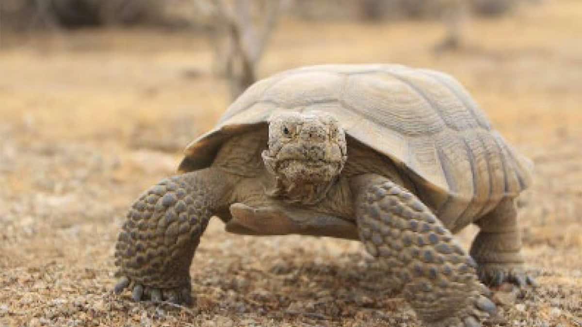 The California Department of Fish and Wildlife is accepting applications for $2 million in grants to develop or enhance recovery of the Mojave Desert tortoise.