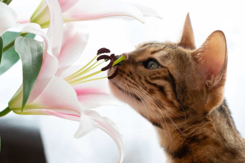 A brown and black striped cat is sniffing the pistils of a large white and pink lily. The background is softly blurred, drawing attention to the close-up of the cat and the flower.