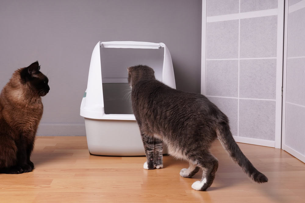 Let Discuss the Urination Situation Why Your Cat Is Urinating Outside the Litter
