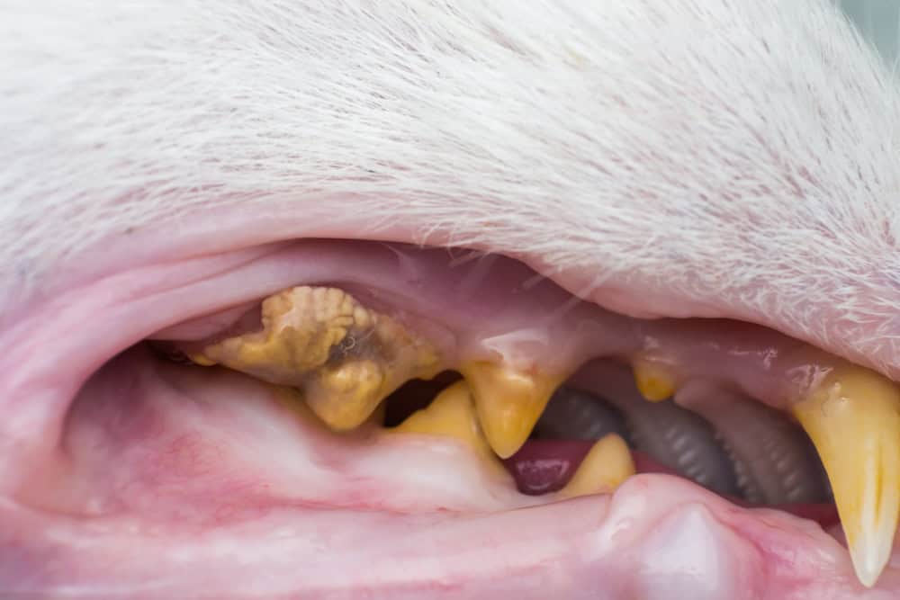 Beyond the Surface 5 Reasons Why Pets Deserve Veterinary Dental Cleanings img