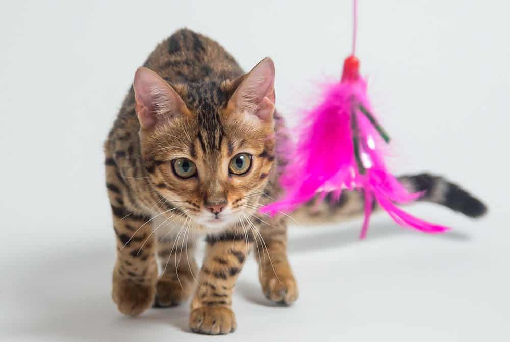 Happy Cat Month How to Keep Your Cat Happy feature img