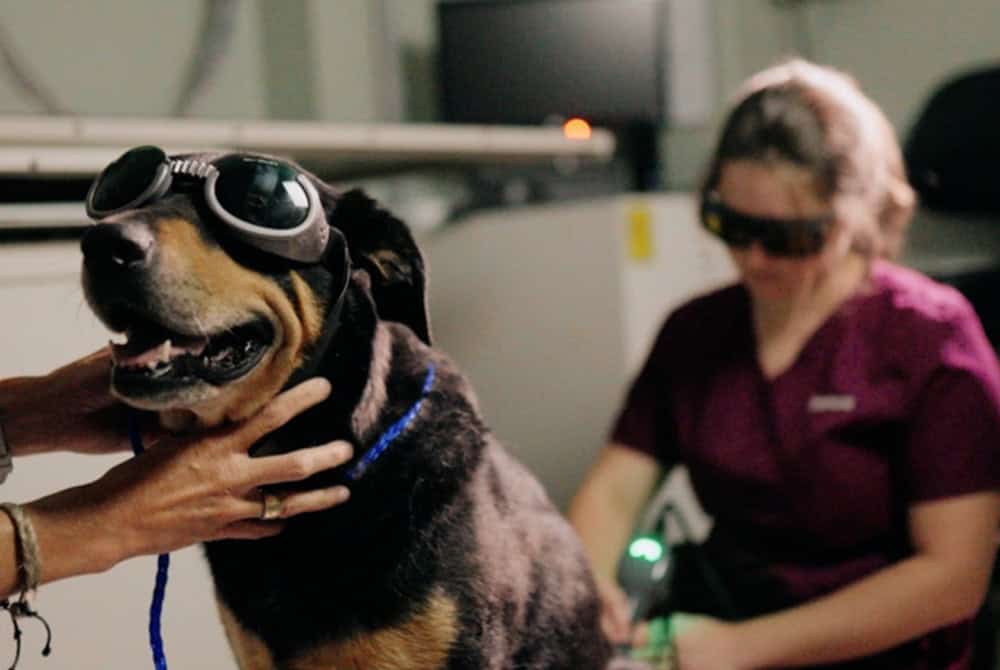 Dog With Goggles in Laser Treatment | Laser Therapy For Dogs & Cats | Mount Pleasant Animal Hospital | Mount Pleasant SC