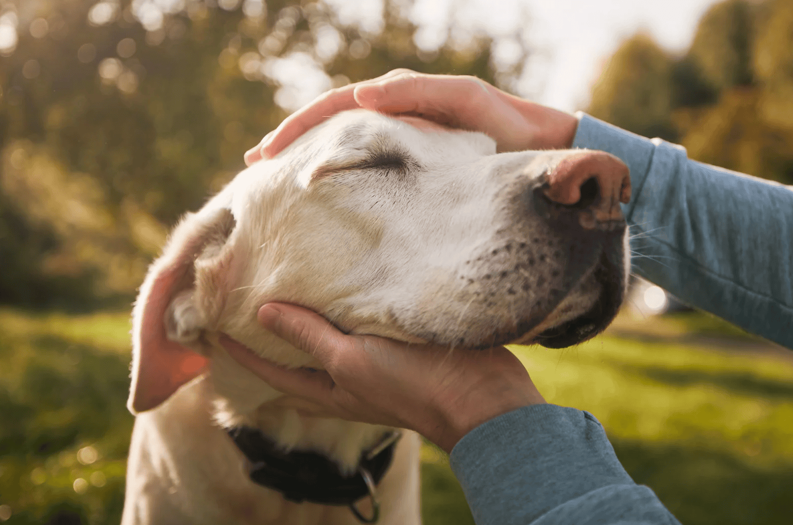 Old Lab Getting Pets | Cancer in Dogs | Mount Pleasant Animal Hospital | Mount Pleasant SC