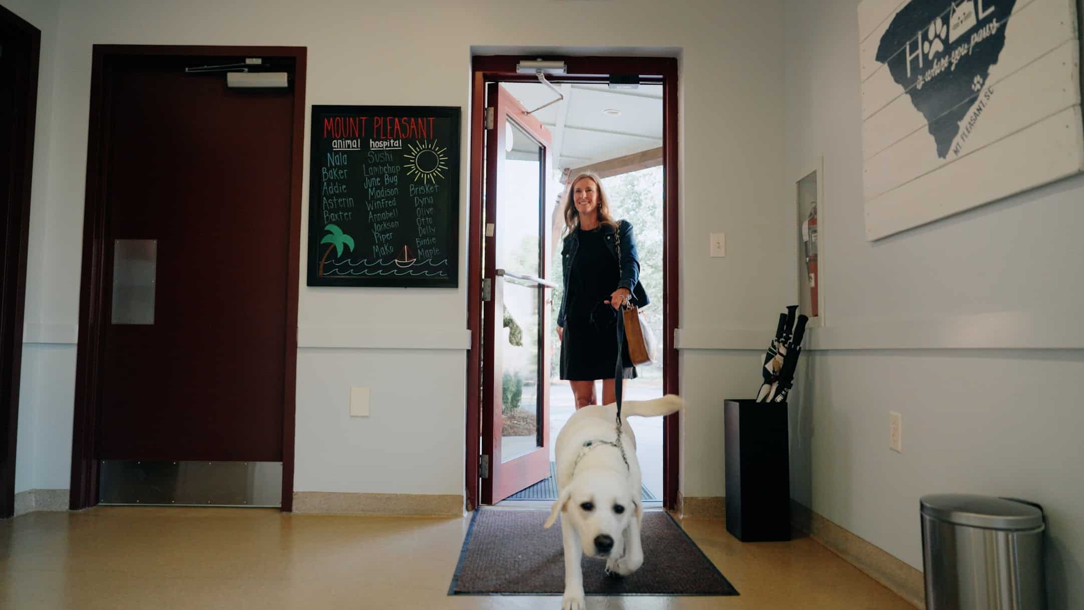 Lab and Owner Walking into Vet Clinic | Local Vet Near Me | Mount Pleasant Animal Hospital | Mount Pleasant SC
