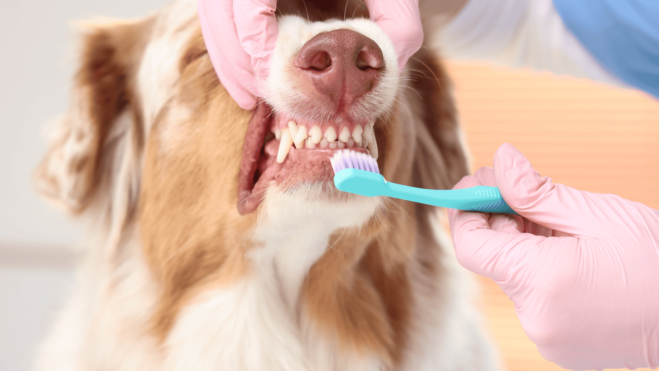 Tri-color Australian Shepherd getting teeth brushed with blue toothbrush | Cat and Dog Teeth Brushing | Mount Pleasant Animal Hospital | Mount Pleasant SC