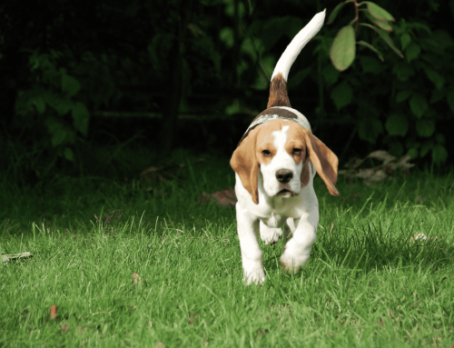 Lyme Disease Prevention Month: Lyme Disease Prevention for Dogs