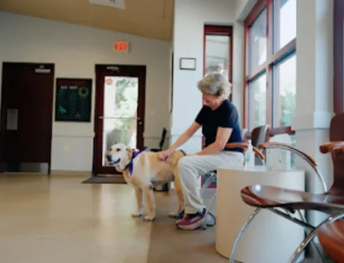 National Pet Insurance Month