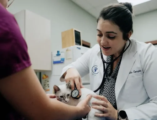 Veterinary Team Appreciation